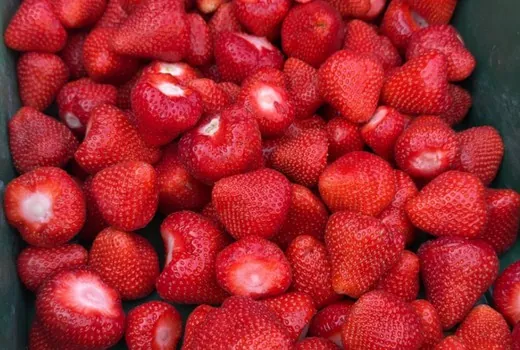 Geerntete Erdbeeren aus einem PowerGelee-Bestand