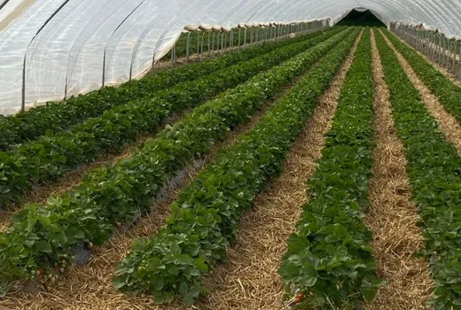 Erdbeerreihen im Folientunnel mit PowerGelee