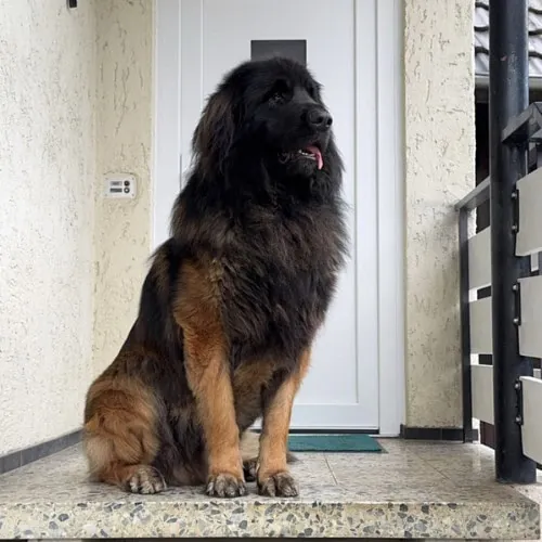 Rocky, Haus- und Hof-Security