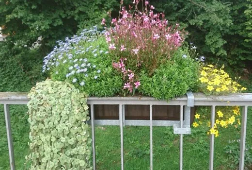 Blühender Pflanzkasten mit VitalFlower